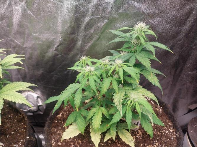 habannon. Week 7 - 21/01