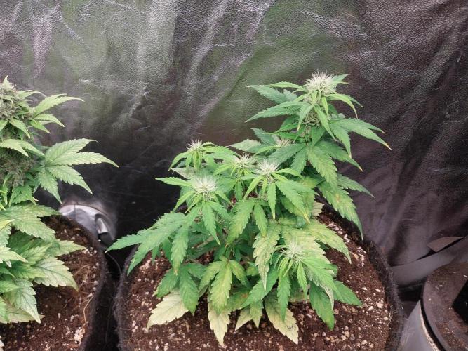 habannon. Week 7 - 22/01