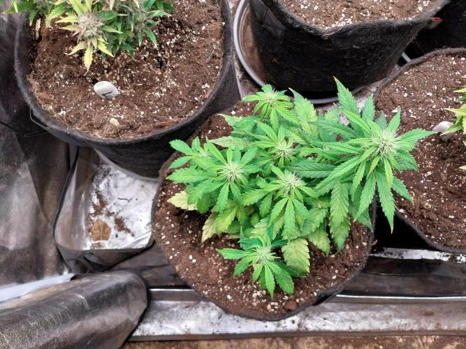 habannon. Week 7 - 23/01