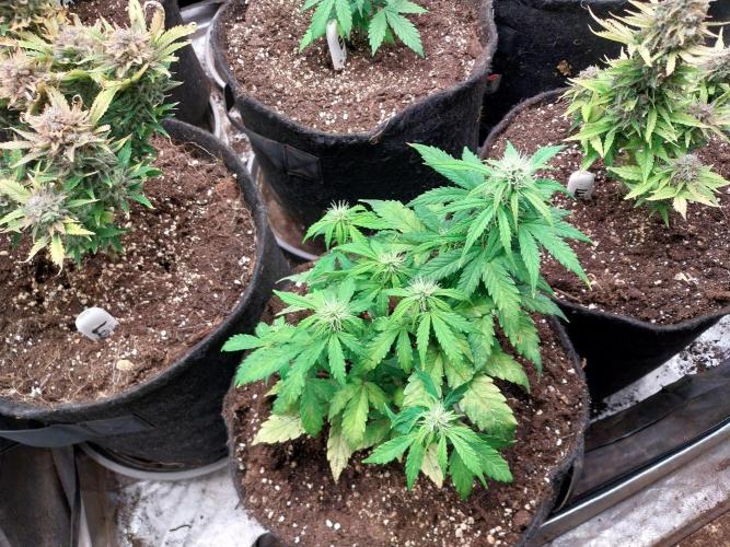 habannon. Week 7 - 23/01