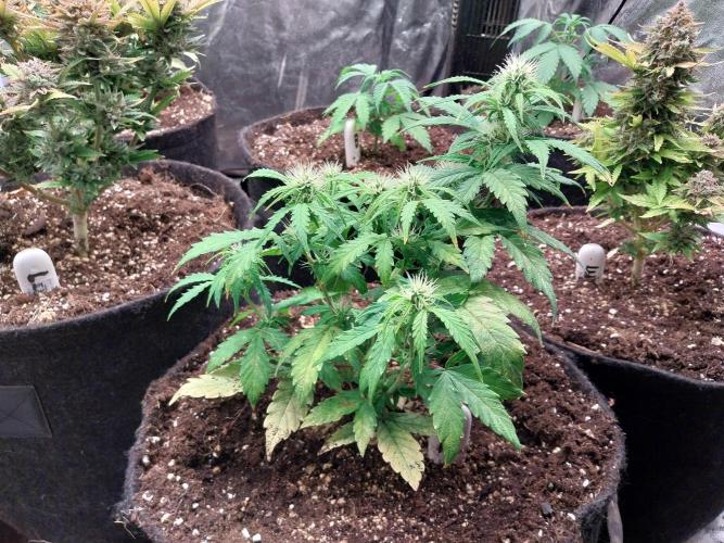 habannon. Week 7 - 23/01