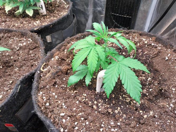 astéroweed. Week 4 - 18/01