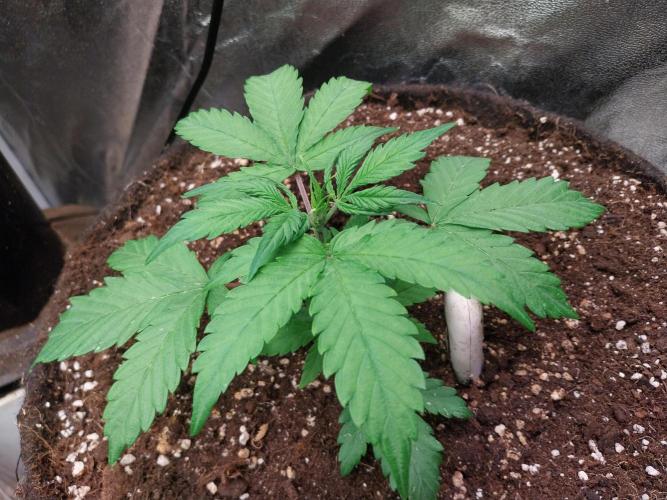 astéroweed. Week 4 - 19/01