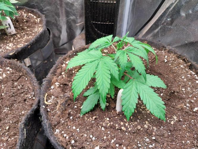 astéroweed. Week 4 - 20/01