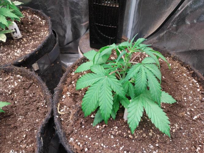 astéroweed. Week 4 - 22/01