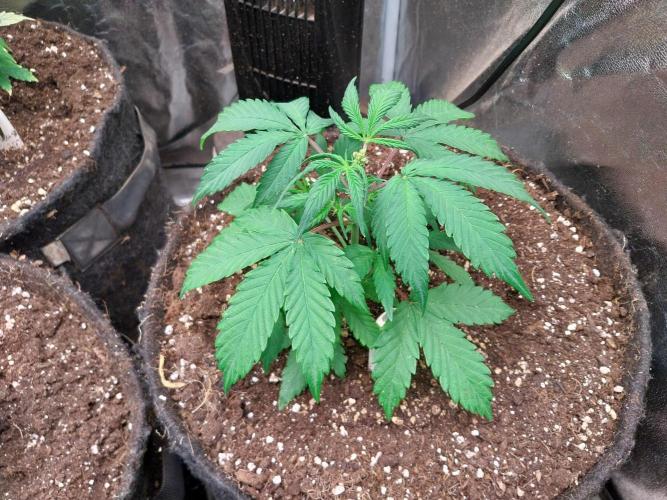 astéroweed. Week 4 - 23/01