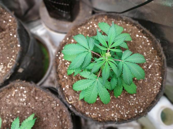 astéroweed. Week 4 - 24/01 