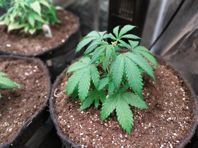 astéroweed. Week 4 - 24/01