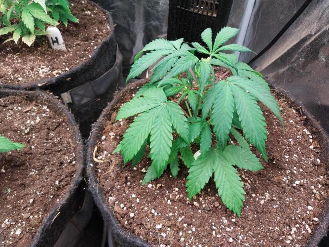 astéroweed. Week 4 - 24/01