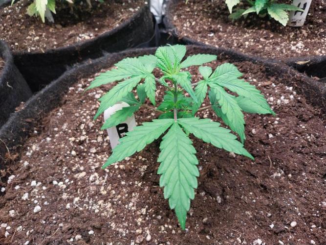 Bilout. Week 4 - 19/01