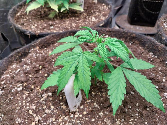 Bilout. Week 4 - 20/01