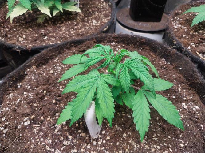 Bilout. Week 4 - 21/01