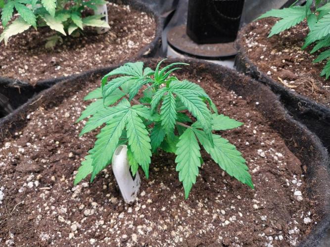 Bilout. Week 4 - 22/01