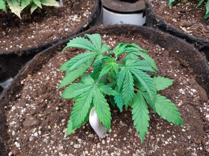 Bilout. Week 4 - 23/01