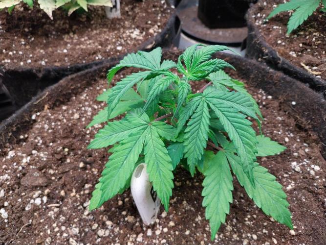 Bilout. Week 4 - 24/01