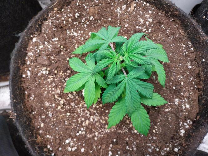 Bilout. Week 4 - 25/01