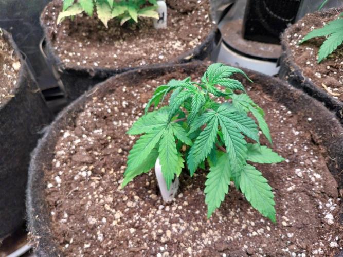 Bilout. Week 4 - 25/01