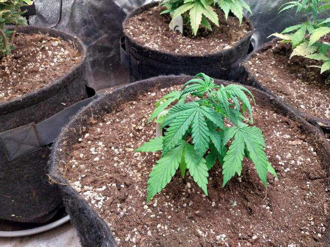 Bilout. Week 4 - 25/01