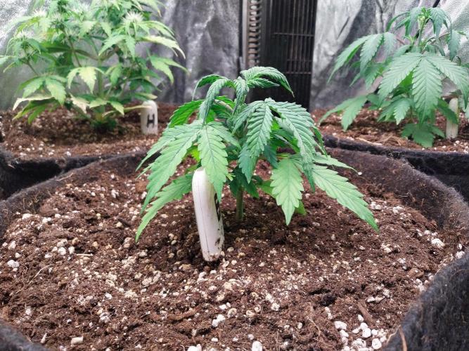 Bilout. Week 4 - 25/01