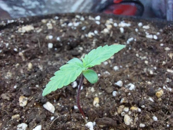 Palle leho. Week 2 - 20/01