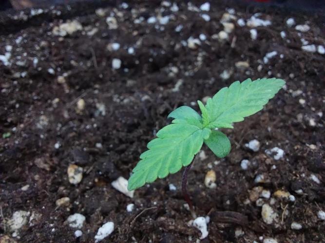 Palle leho. Week 2 - 21/01