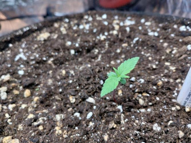 Palle leho. Week 2 - 22/01