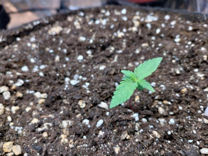 Palle leho. Week 2 - 23/01