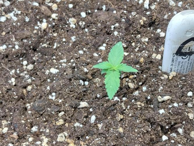 Palle leho. Week 2 - 24/01