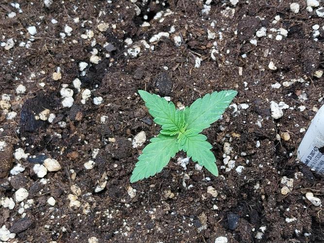 Palle leho. Week 2 - 26/01