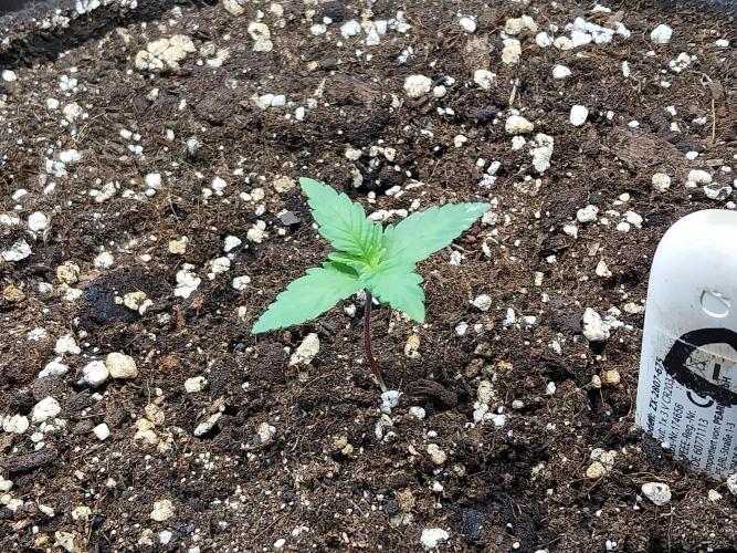 Palle leho. Week 2 - 26/01