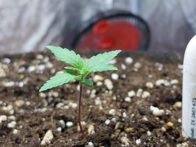 Palle leho. Week 2 - 26/01