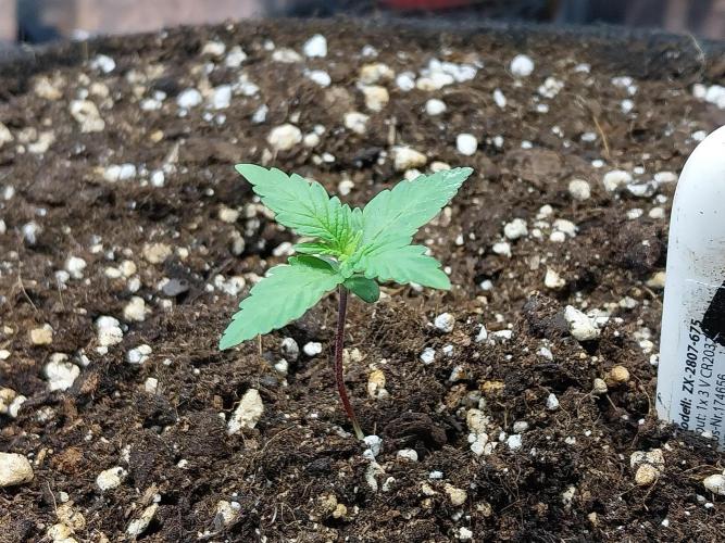 Palle leho. Week 2 - 26/01