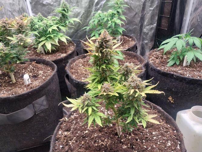 Blanchette. Week 13 - 21/01