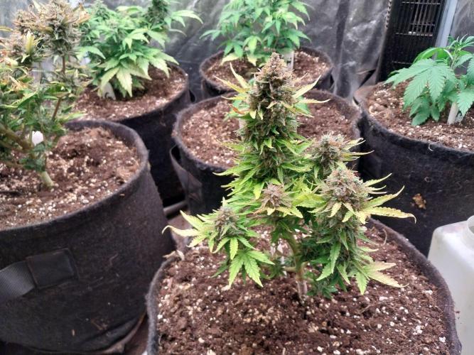 Blanchette. Week 13 - 22/01