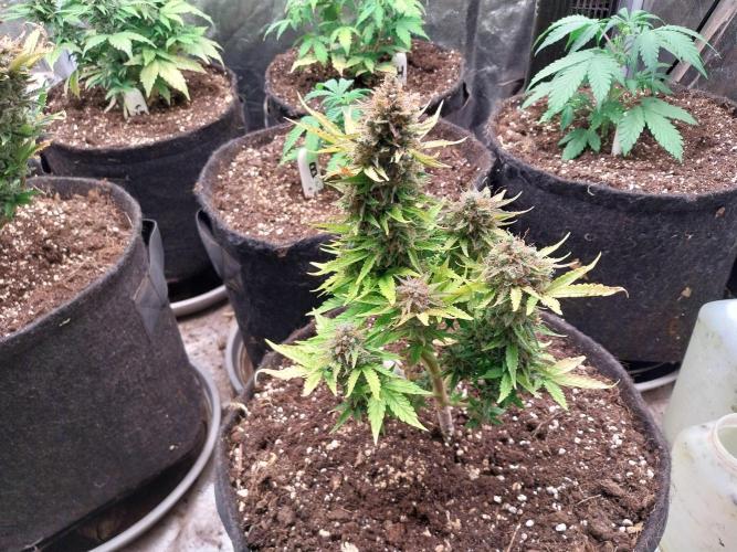 Blanchette. Week 13 - 23/01