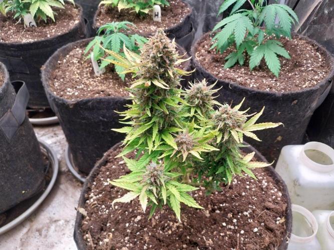 Blanchette. Week 13 - 24/01