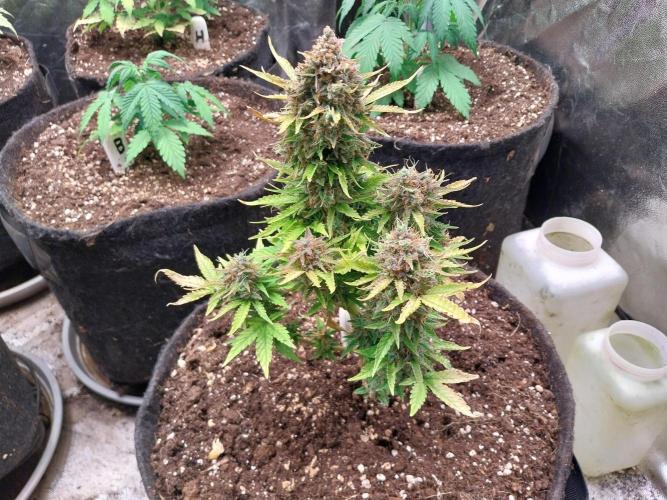 Blanchette. Week 13 - 25/01