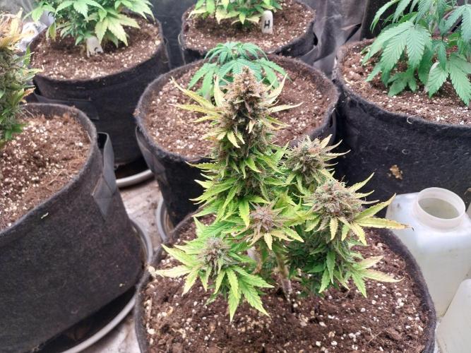 Blanchette. Week 13 - 26/01