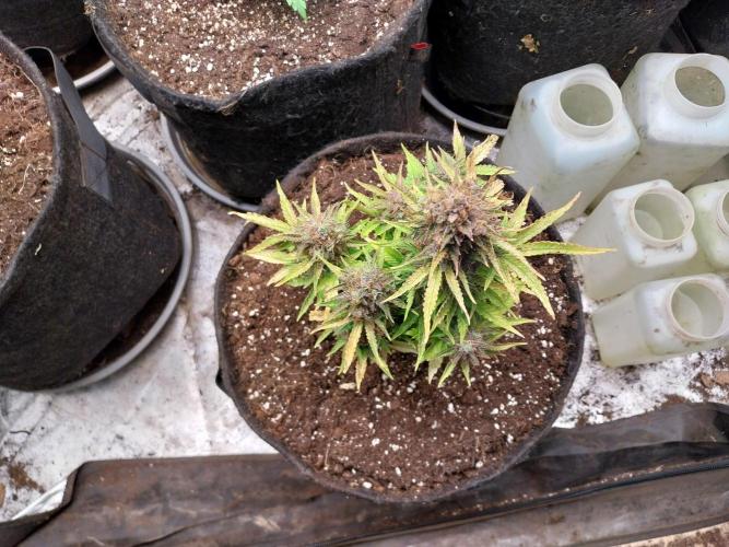 Blanchette. Week 13 - 27/01