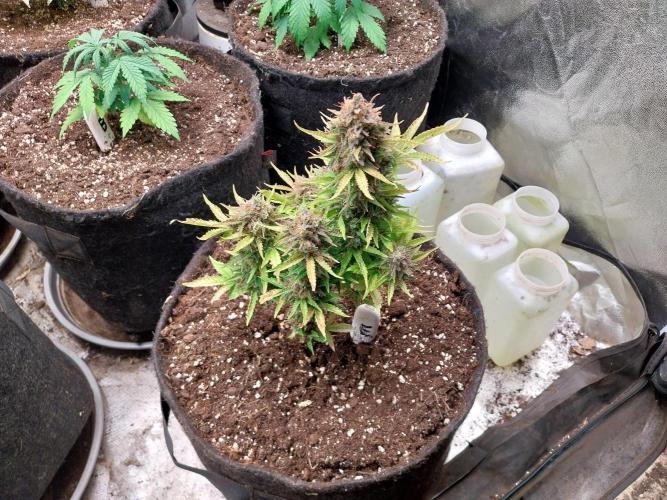 Blanchette. Week 13 - 27/01