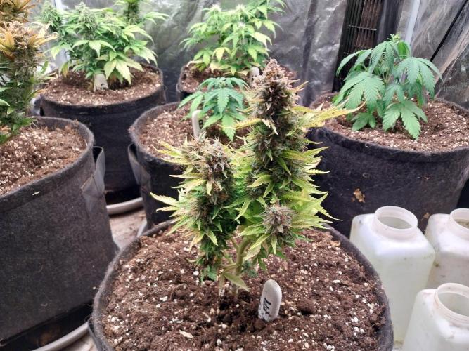 Blanchette. Week 13 - 27/01