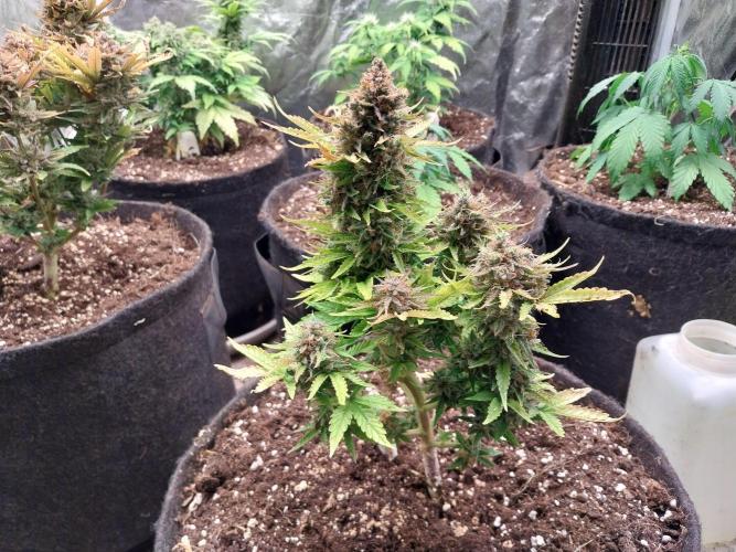 Blanchette. Week 13 - 27/01