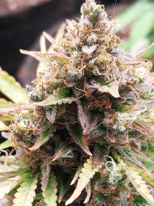 Blanchette. Week 13 - 27/01