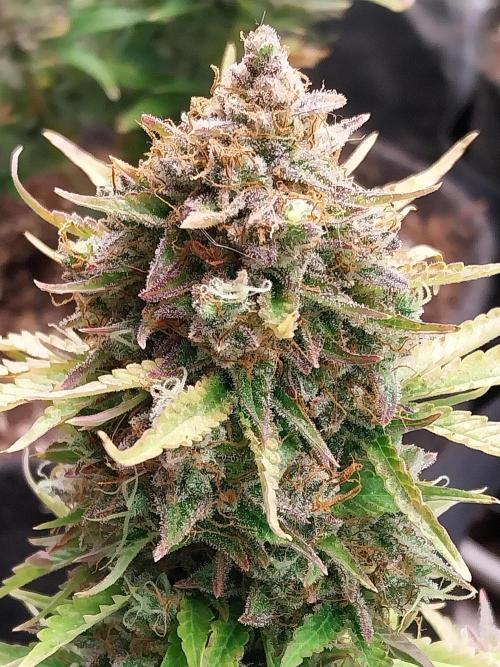 Blanchette. Week 13 - 27/01