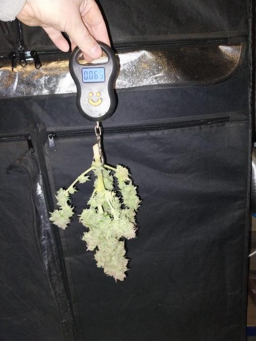 Blanchette. Week 13 - 27/01