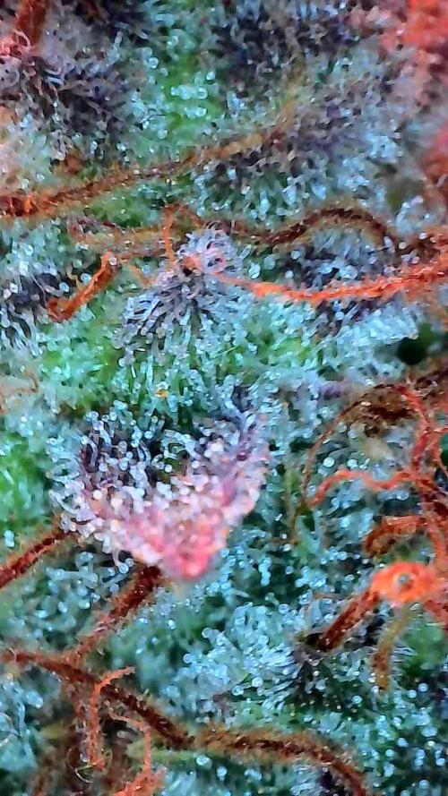 Blanchette. Week 13 - 27/01