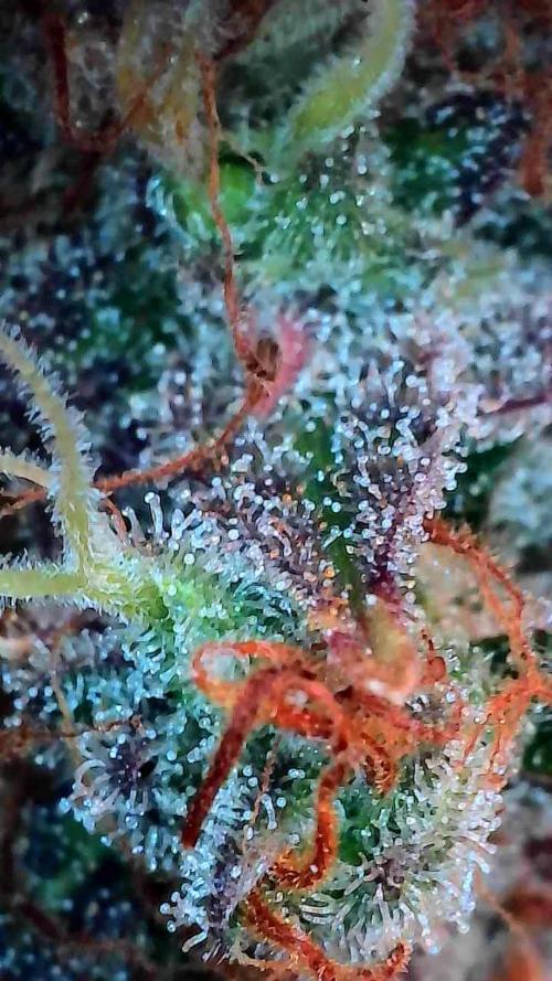 Blanchette. Week 13 - 27/01