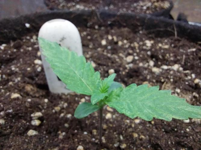 kongette. Week 1 - 22/01