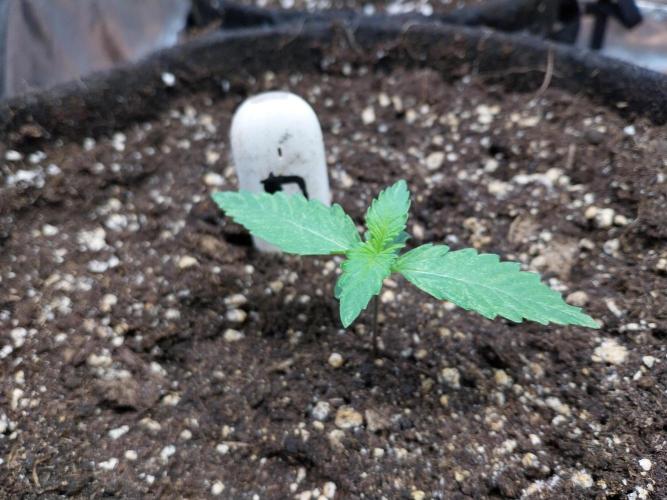 kongette. Week 1 - 23/01