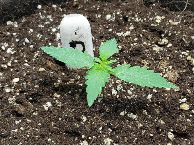 kongette. Week 1 - 24/01